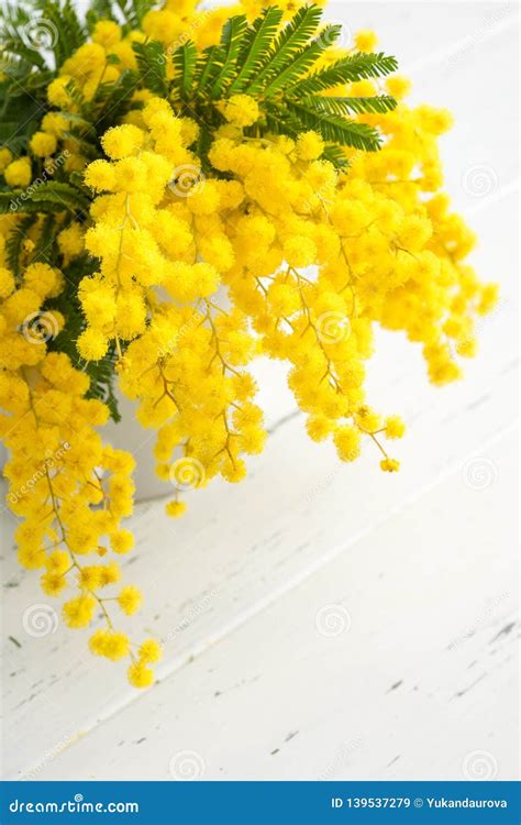 Mazzo Dei Fiori Della Mimosa Su Fondo Di Legno Bianco Primavera Immagine Stock Immagine Di