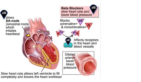Examples of herbal supplements that can affect your blood pressure or blood pressure medications include beta blockers: Beta Blockers - Cardiac Health | Cardiac nursing, Nurse ...