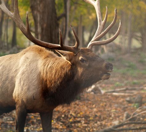 A Guide To Elk Viewing In Michigan Michigan