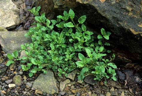 Eight Edible Spring Plants That Grow Wild In West Virginia West