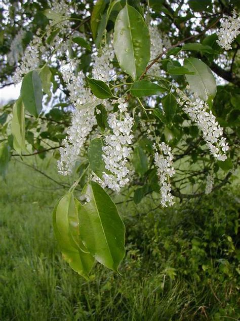 Northern pecan cultivars have proven cold hardiness and are best female flowers look like miniature pecans and develop on the end of the current season's growth. Prunus serotina - Jersey-Friendly Yards