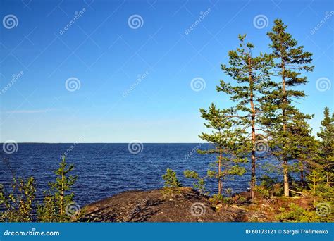 Karelian Landscape Pines On The Rocks Russia Stock Image Image Of