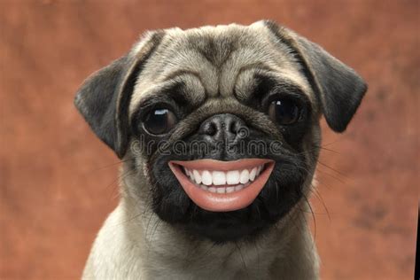 Close Up Of Smile Pug Human Lips Stock Image Image Of Lips Cute