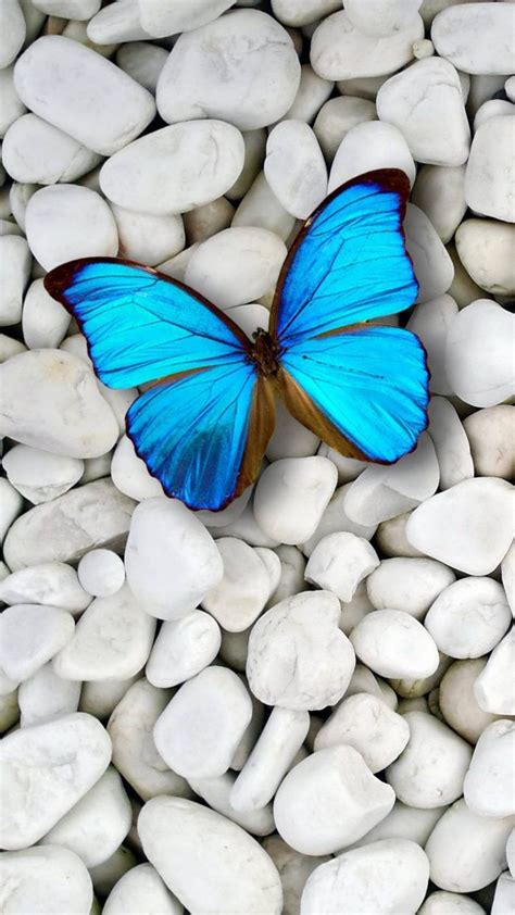 Light Blue Cute Blue Butterfly Wallpaper Download Free Mock Up