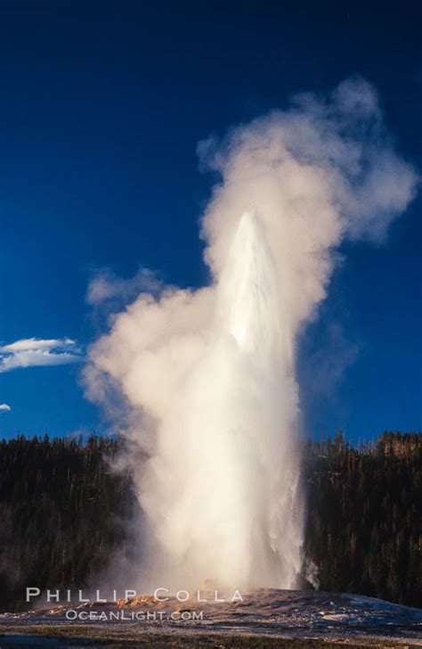 old faithful geyser at peak eruption upper geyser basin yellowstone national park wyoming