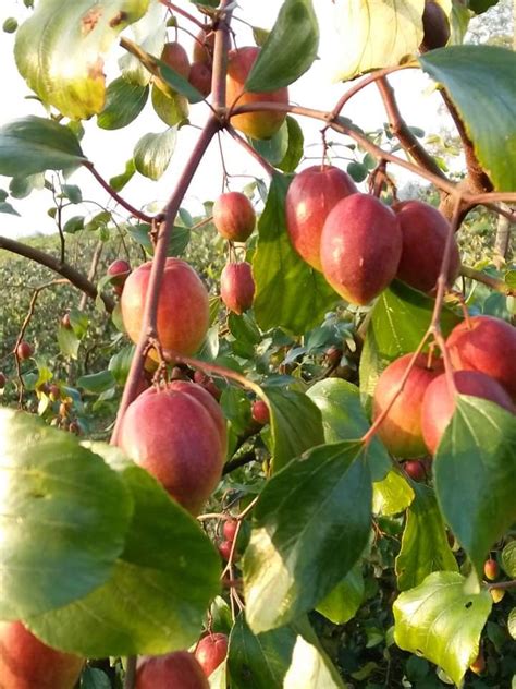 Fruit Full Sun Exposure Thai Apple Ber Plant Green For Garden Rs 15piece Id 14653481697