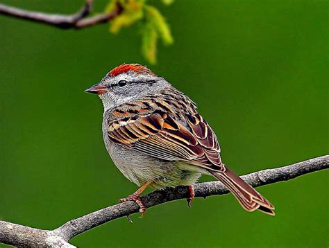 Sparrow Bird Hd Wallpaper Photo Wallpapers