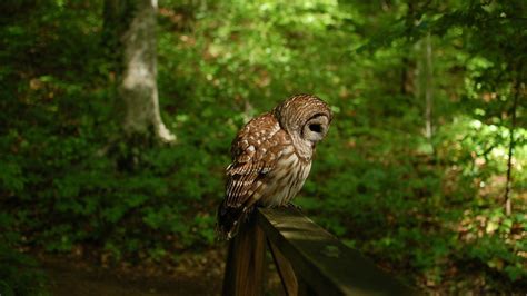 Forest Owl Bird Wallpaper Hd Animals And Birds