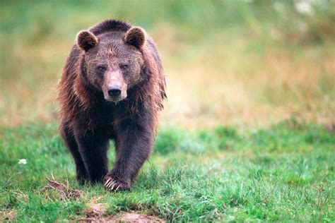Brown Bear A Brown Bear Frontal Walking In Drizzle Predators Prey