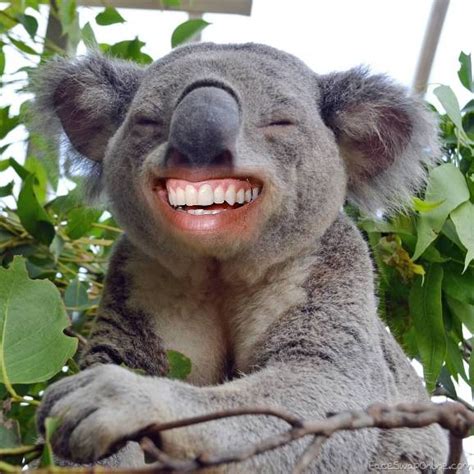 Laughing Koala Face Swap Online
