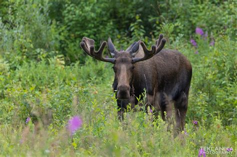 Summer Bull Wilder Alaska Teklanika Photography Field Journal