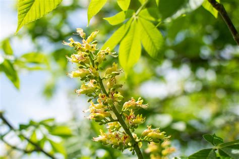 Ohio Buckeye Purdue Fort Wayne