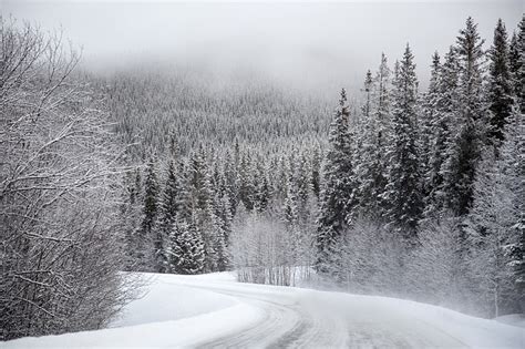 Free Photo Snow Evergreen Trees Winding Road Free