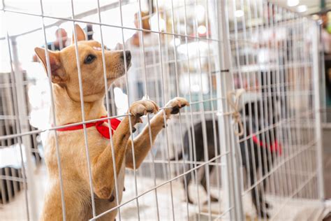 Nova Feira de adoção de animais acontece em Itapevi Agência Itapevi