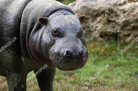 Pygmy Hippopotamus Choeropsis Liberiensis Portrait Adult Editorial