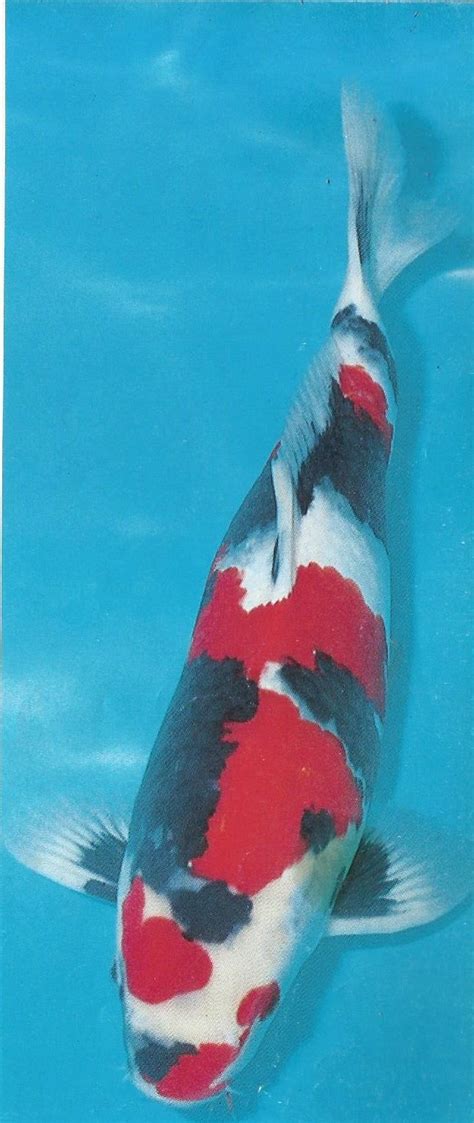 Koi Carp Near Me | Wonderful Koi