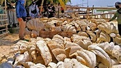 Philippines: Giant clam shells worth $25m seized in raid - BBC News