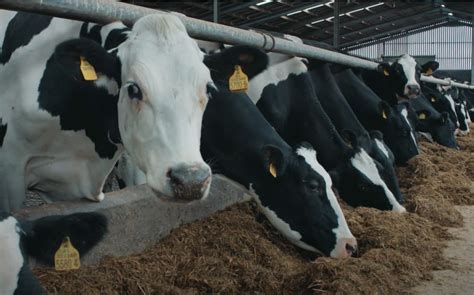 monitoring feed efficiency for the dairy herd department of agriculture environment and rural