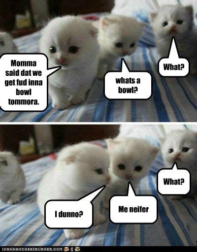 Cha Cha Meme Cute Animal Memes Funny Cat Pictures Funny Cat Memes