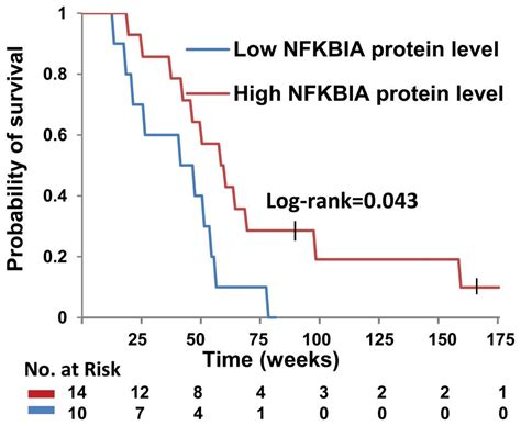 Identification Of A Nfkbia Polymorphism Associated With Lower Nfkbia