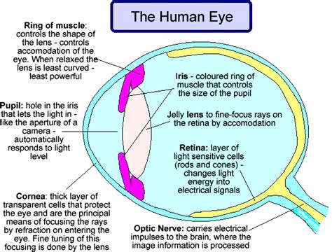 Parts Of The Eye And Their Functions