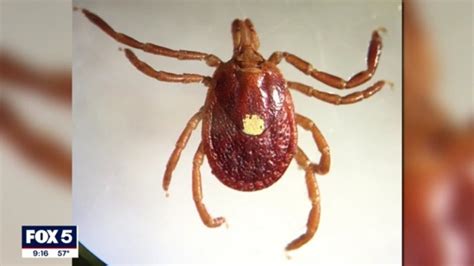 Look Out For Tick Known To Cause Red Meat Allergy In The Dmv Health
