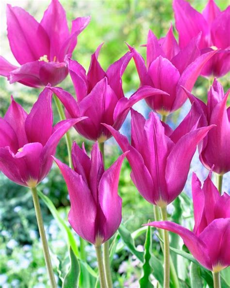 Tulipa Lily Flowering Purple Dream Tulip From Adr Bulbs