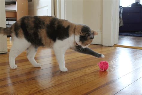 Cat Playing With A Ball Of Wool
