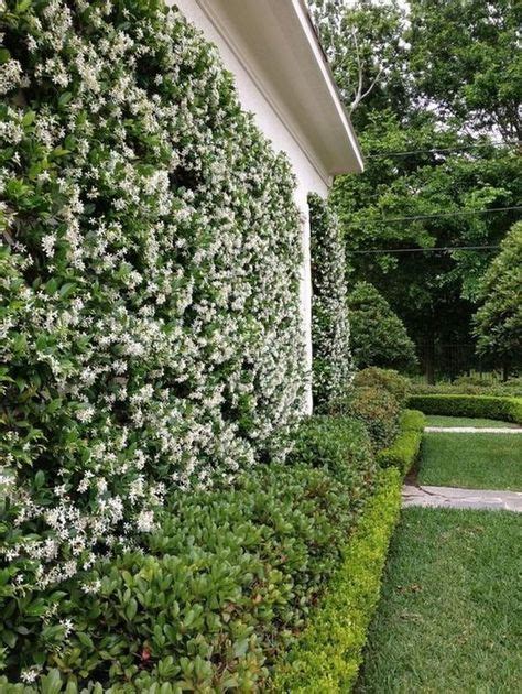 Garden Decoration With Jasmine The Most Popular Climbing Plant