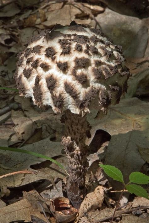 34 Best Images About Edible Wild Mushrooms Of Pennsylvania And The Mid