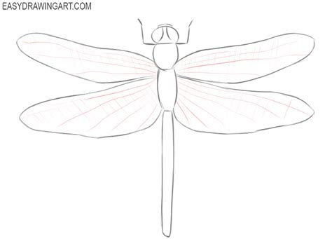 How To Draw A Dragonfly Easy Drawing Art