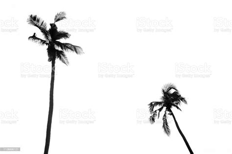 Palm Trees Silhouette Backgroundtropical Coconut Palm Trees Isolated On