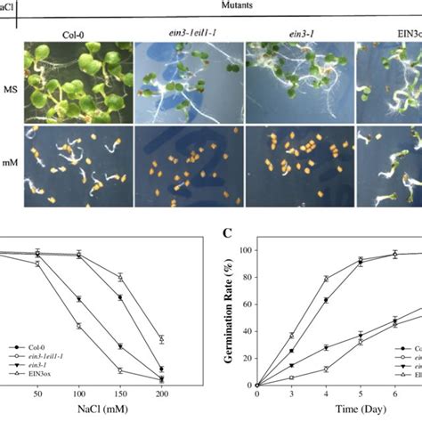 Effects Of Salinity Stress On Germination In Arabidopsis A Germination