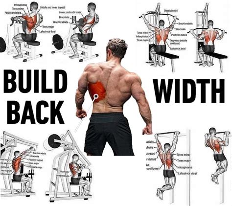 Back Exercises Fitness And Bodybuilding Lifestyle