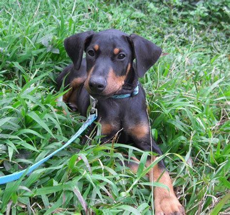You'll find below all the articles written in the puppy category of this site. Puppy Training Oahu - Balanced Obedience