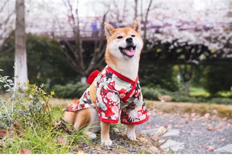 Shiba Inu Dog Outfitkimono For Dogsjapanese Dog Kimonodog Etsy