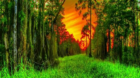 Forest Trees Row Hd Wallpaper Backiee Free Ultra Hd