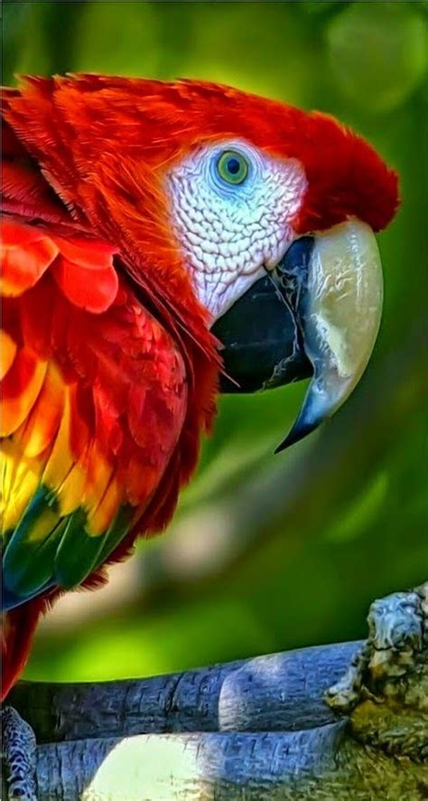 Hermoso Parkieten Kleurrijke Vogels Dieren Fotos
