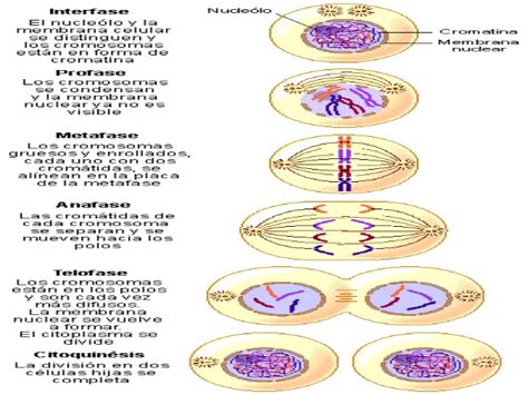 Biología Grado Séptimo 2016 Dibujos Para Realizar GuÍa 12mitosis Y