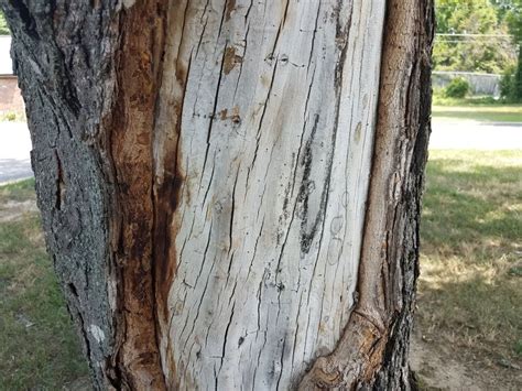 Tips For Repairing Tree Bark Damage