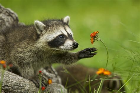 28 Cute Raccoon Pics You Need In Your Life | Reader's Digest