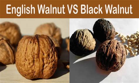 English Walnut Vs Black Walnut Nutrition Flavor Taste