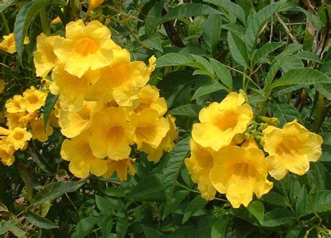 An Eco Friendly Medicinal Garden Secret Yellow Bells The Tico Times