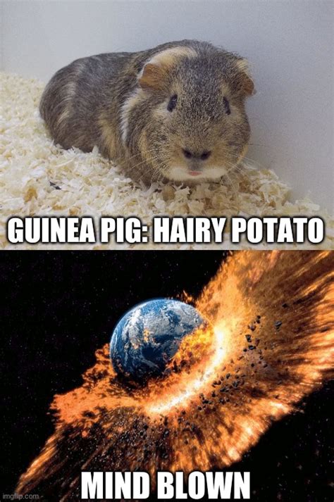 Guinea Pig Memes And S Imgflip