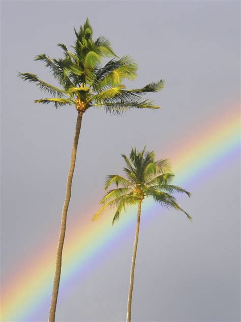 Hawaii Maui Rainbow Cuts Across Gray Sky Behind Two Palm Trees