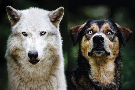 New Clues About The Evolution Of Dogs Scientific American