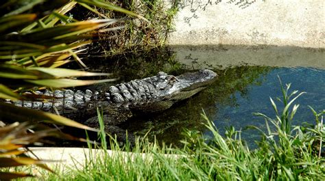 Alligator Taken At The Oakland Zoo Lroderick7 Flickr