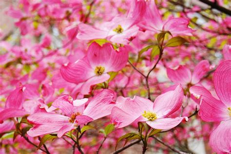 Pink Dogwood Flowers In Spring By Eq Roy Photo Stock Studionow