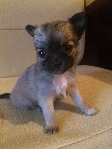 Our Long Haired Chihuahua Puppy 6 Weeks Old X Chihuahua Puppies