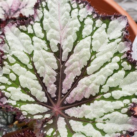 Begonia Rex Begonia Rex Green Streak From Hillcrest Nursery